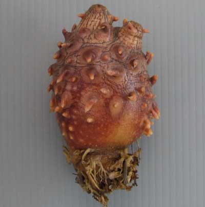common wart on hand. wart infested hand-grenade