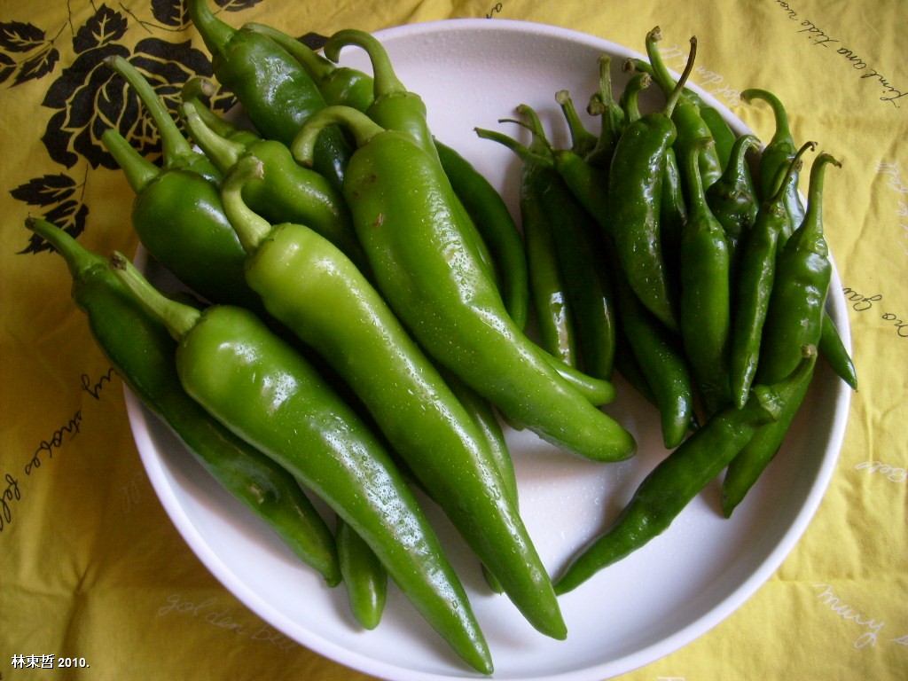 45 Korean Green Chili Beauty F1 Cucumber Pepper 오이고추 seeds Flavored Crispy